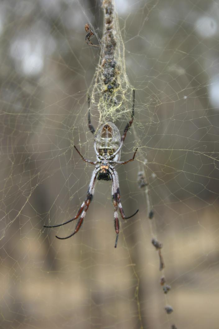 Male and Female Orb-Weaving spiders in a web